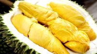 Cara Menanam Durian Agar Cepat Berbuah