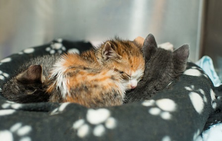 Cara merawat anak kucing yang baru lahir agar tidak mati