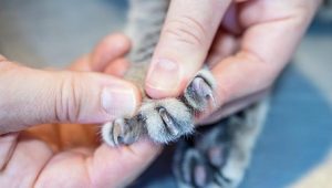 Cara Memotong Kuku Kucing