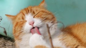 Cara Agar Bulu Kucing Tidak Rontok