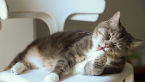 Cara Agar Kucing Cepat Gemuk