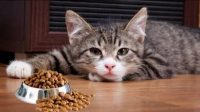 Cara Agar Kucing Mau Makan